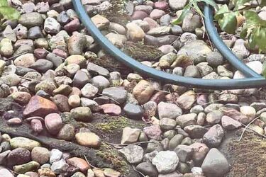 Лише люди з ідеальним зором зможуть помітити жабу на картинці: головоломка з оптичною ілюзією