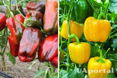 Чим підживити болгарський перець у серпні щоб швидше ріс