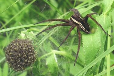 Британію атакують гігантські павуки розміром зі щура (фото)