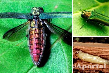 Из-за опасного вредителя в Киеве объявили о карантине (фото)