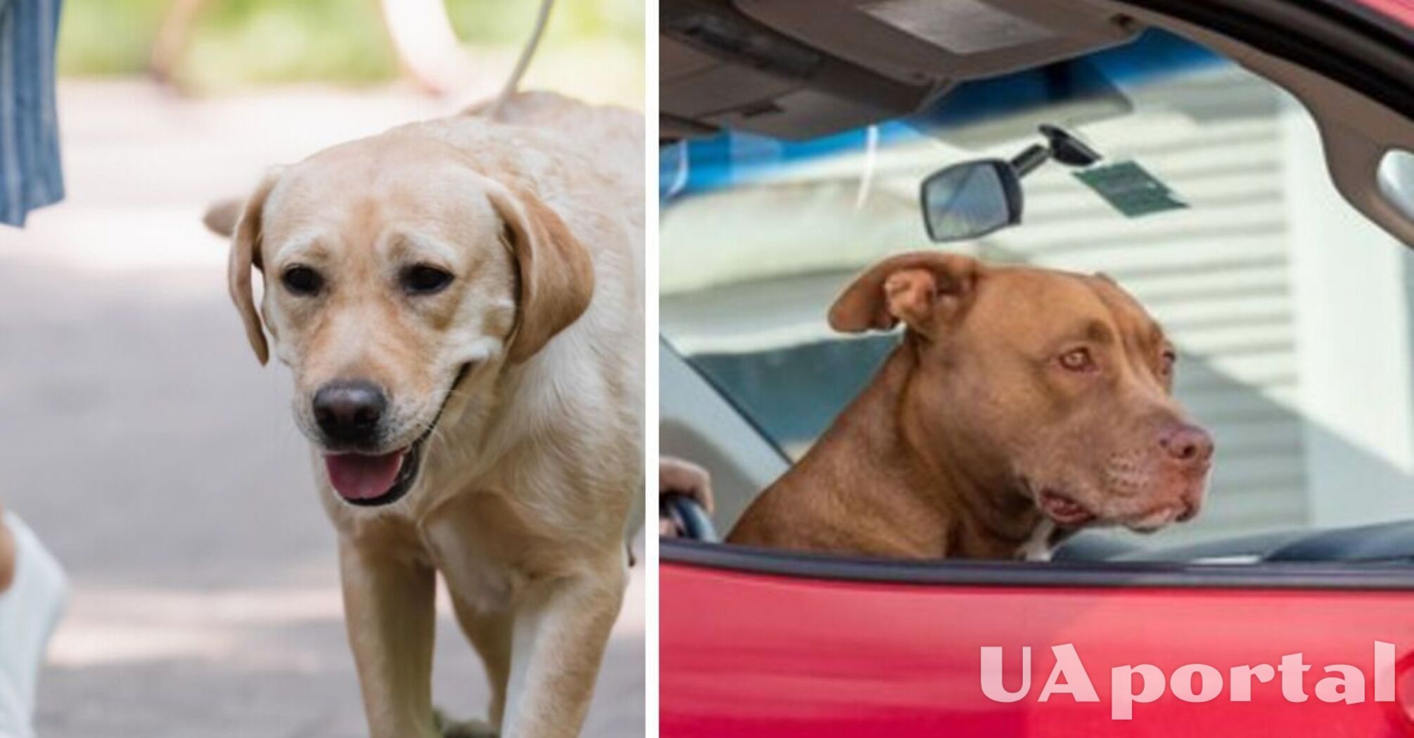 Какие штрафы угрожают украинцам, оставляющим животных в автомобиле в жару