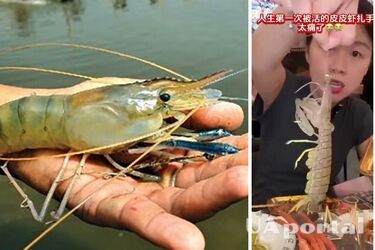 У Китаї величезна креветка атакувала відвідувачку ресторану прямо зі столу (відео)