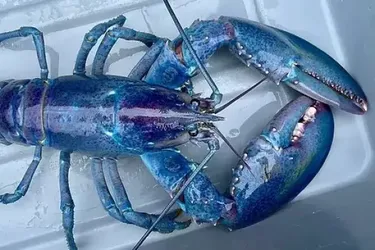 Улов століття: біля берегів Британії знайшли надзвичайно рідкісного лобстера, який трапляється раз на 100 мільйонів (фото)