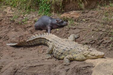 В Африці 12-метровий крокодил 'всиновив' дитинча бегемота (фото)