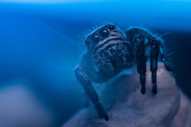 Новий вид тарантулів знайшли у США: мають одну яскраву особливість (фото)