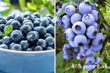 Чем подкормить голубику после сбора урожая: советы огородников