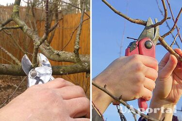 Як правильно обрізати яблуні після плодоношення та для чого це робити