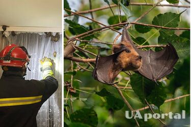 Поки господарів не було вдома: одну з квартир Луцька 'окупували' одразу 60 кажанів (фото)