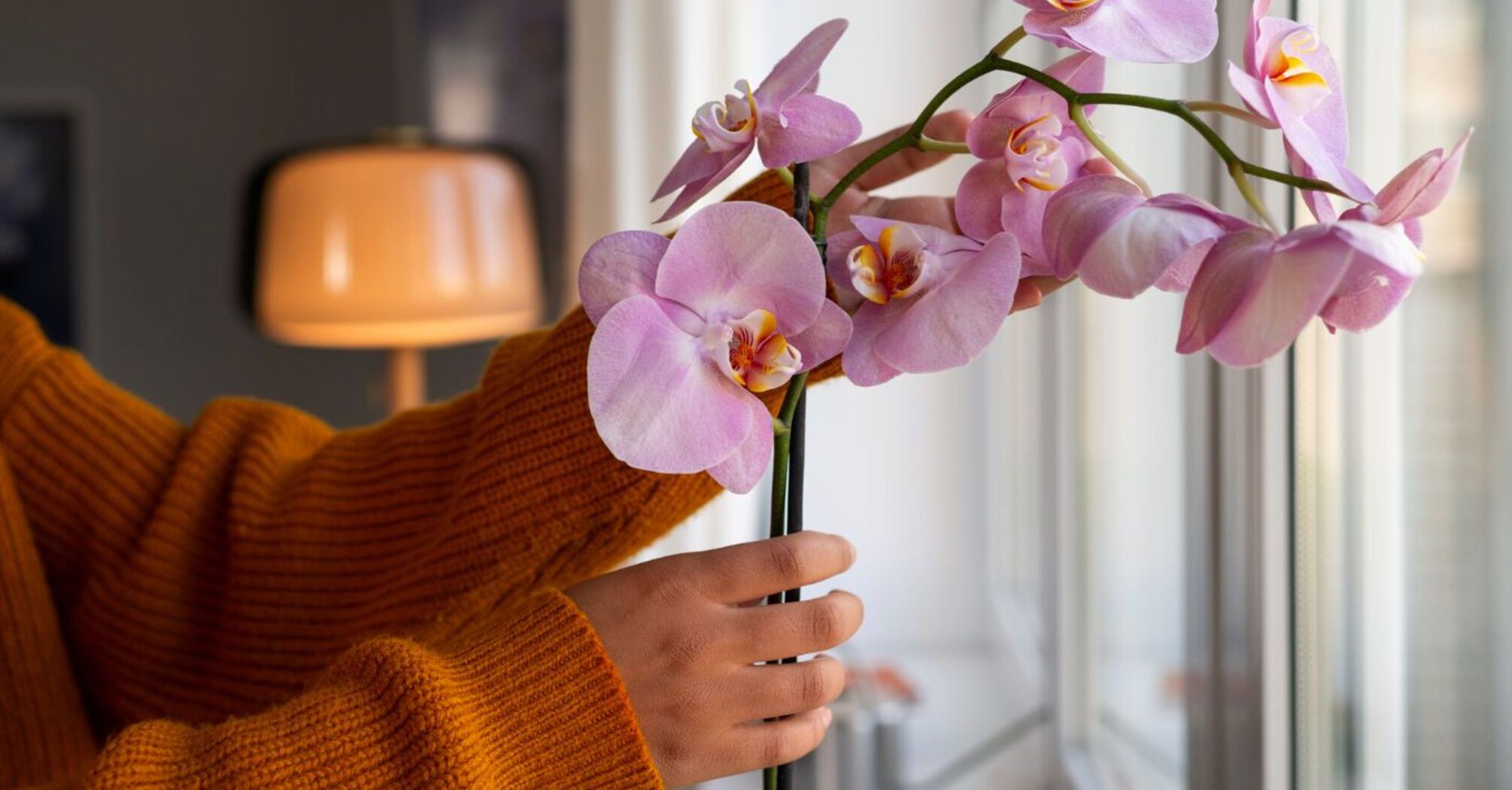 Garlic is needed: how to make an orchid bloom again