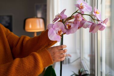 Garlic is needed: how to make an orchid bloom again