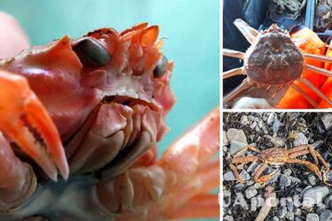 Причетні люди: розкрита таємниця загибелі 10 мільярдів сніжних крабів на Алясці