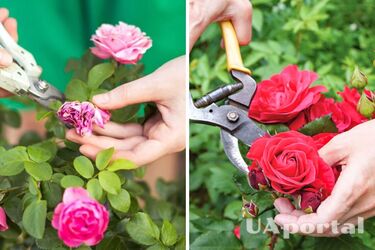 Як правильно обрізати троянди і серпні, щоб були здоровими та пишно квітли