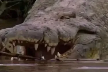 Монстр на волі: куленепробивний крокодил-людожер, який з'їв сотні людей, може бути досі на волі (фото)