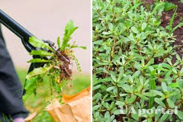 Як вивести бур‘яни з городу після збору врожаю