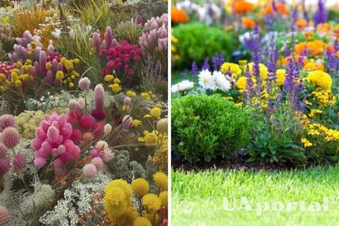 Які квіти можна сіяти та садити в серпні, щоб пишно квітли наступного року