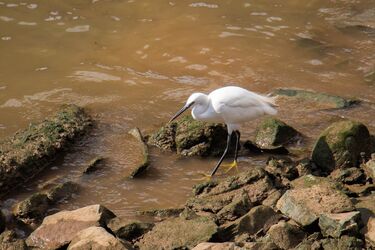 У Франції помітили рідкісну гібридну чаплю (фото)