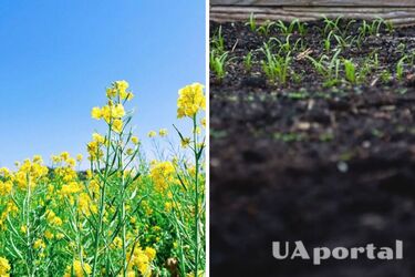 Що посіяти на городі після збору врожаю: зробите ваш грунт вдвічі родючішим