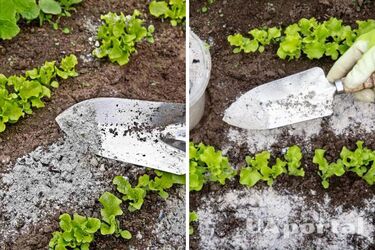 Знищите весь врожай: які рослини не можна підживлювати золою