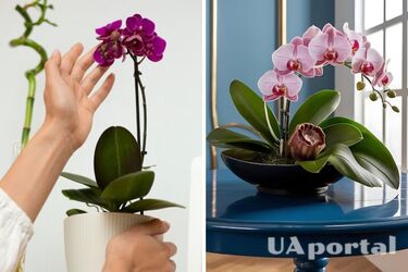 Орхидеи будут ярко цвести, если в субстрат добавить эти кухонные остатки