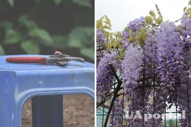 Гліцинія дасть більше охайних квітів, якщо її правильно обрізати: поради садівників