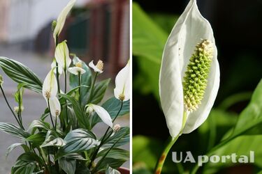 Експерти пояснили, чому жовтіє листя мирних лілій та як цього уникнути