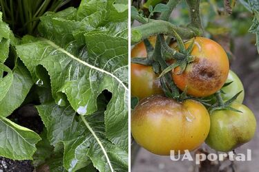 Как бороться с фитофторой на участке: советы огородников