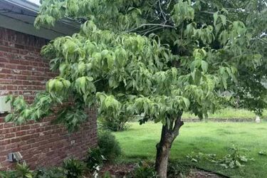 Лише 3% людей здатні помітити прихованого єнота на картинці: головоломка з оптичною ілюзією