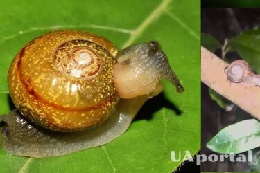 У Південній Африці знайшли равликів, що виляють хвостами, коли мають гарний настрій (відео)