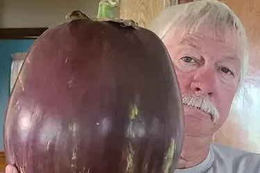 У дев'ять разів важчий за футбольний м'яч: американець виростив рекордного баклажана (фото)