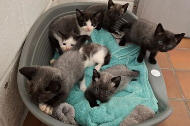 Коти-хамелеони народилися у Шотландії: їхня шерсть змінює колір (фото)