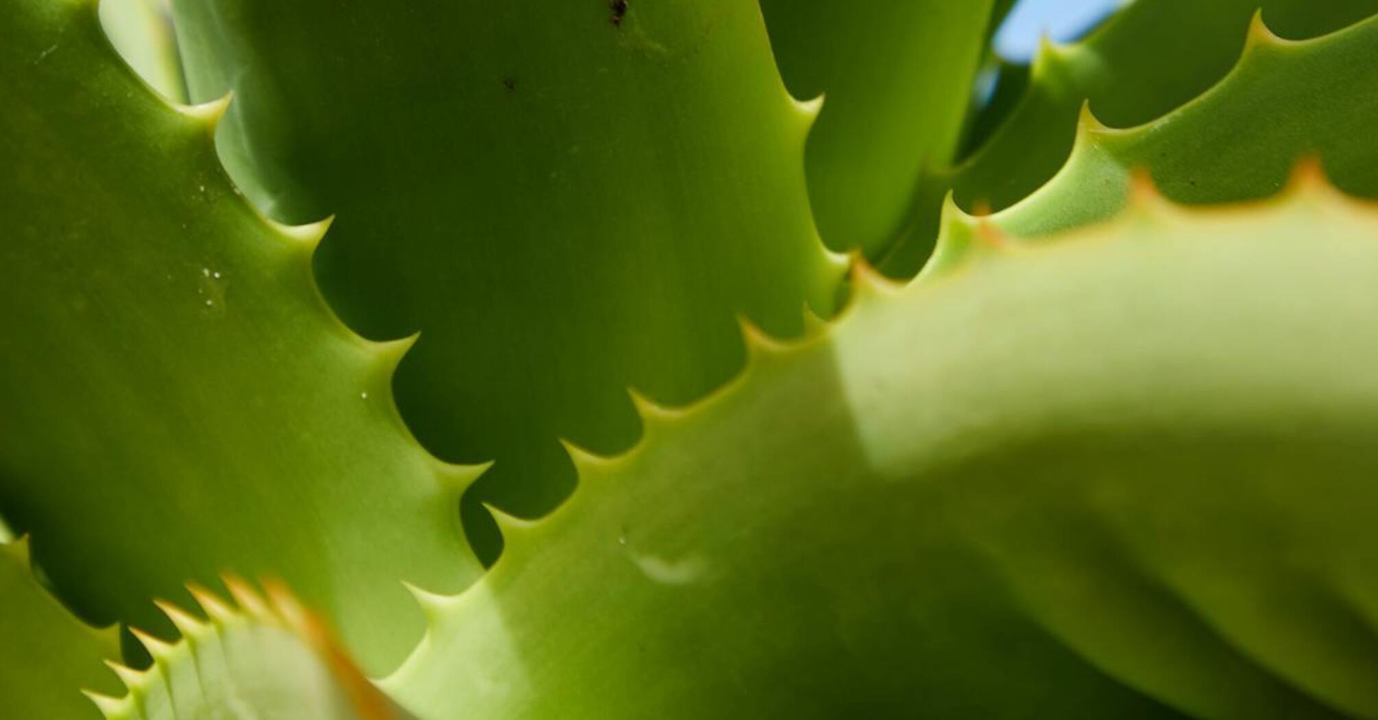 Indoor aloe will die if you don't follow these two rules