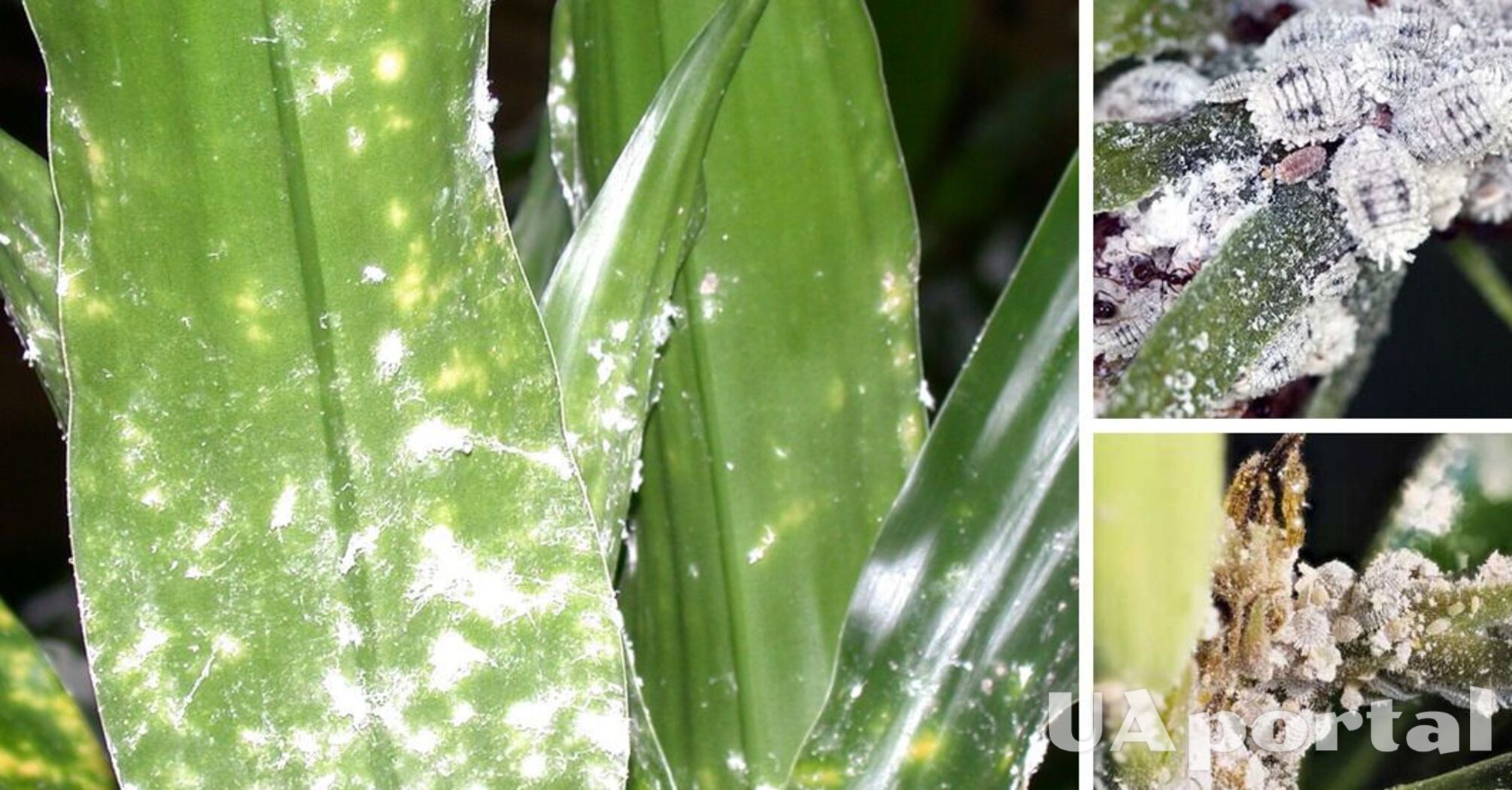 Mealybugs on indoor plants: 5 easy ways to get rid of the pests