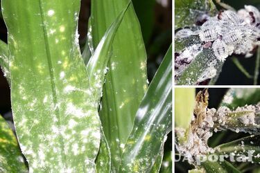 Mealybugs on indoor plants: 5 easy ways to get rid of the pests