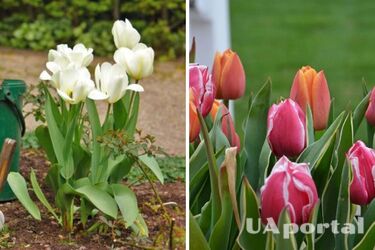 Коли восени висадити тюльпани, щоб встигли вкорінитись