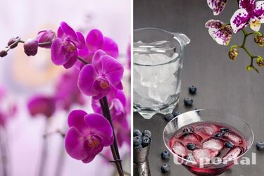 Потрібні кубики льоду: лайфхак для орхідей, які не хочуть квітнути