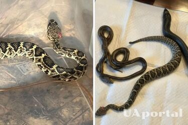 У США змія-канібал виплюнула двох плазунів: одного вдалося врятувати (фото)