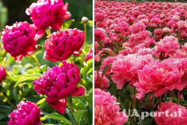 Обрезка пионов: как подготовить цветы к зимовке