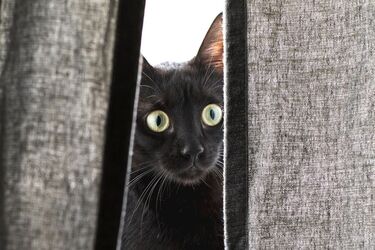 Стало известно, почему коты ненавидят закрытую дверь: разбирались ученые