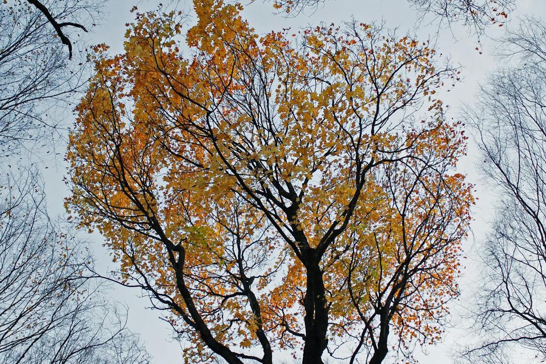 Осеннее равноденствие в Украине: приметы и запреты