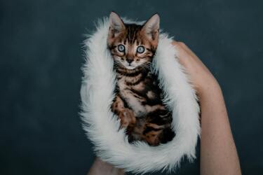 Самые дорогие коты в мире: особенности пород и фото