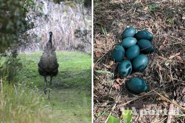 В Австралії посеред лісу знайшли 'найрідкісніші яйця у світі' (фото)