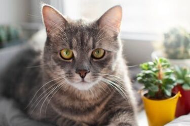 Українські коти не 'м’явкають': як правильно українською називати їхню 'мову'