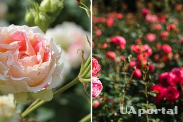 Как правильно высаживать розы осенью, чтобы они укоренились в холода