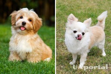 З ними проблем не буде: топ-5 порід собак із міцним здоров‘ям