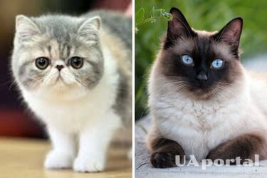 С ними не соскучишься: 4 породы кошек-озорников