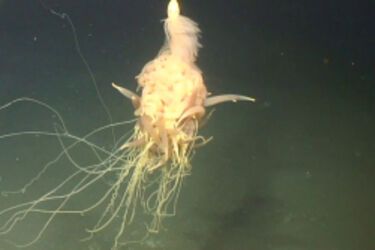 Поблизу Чилі помітили глибоководного макаронного монстра з купою ніжок-сосисок (фото, відео)