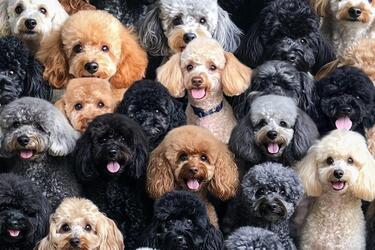 Коварная головоломка: попробуйте найти овцу среди собак за 7 секунд