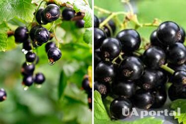 Чем подкармливать смородину для роскошного урожая: советы огородников