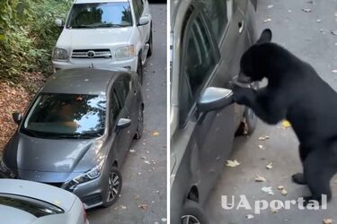 У США величезний ведмідь намагався викрасти авто: відкрив дверцята та заліз на місце водія (відео)