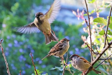 Воробьи исчезают с городских улиц: орнитологи предупредили о тревожных последствиях